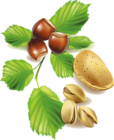 Орехи иллюстрация