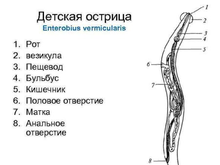 Самка острицы строение