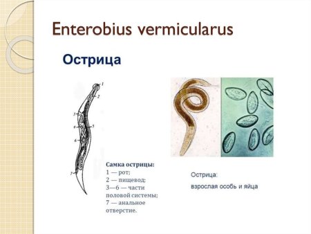 Острица детская самка и самец