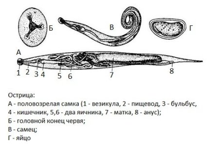 Половозрелая особь острицы