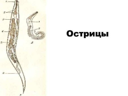 Острица строение рисунок