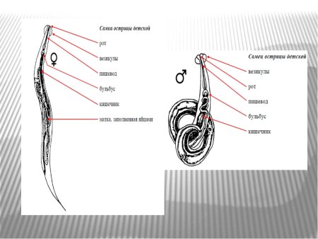 Строение острицы Бульбус