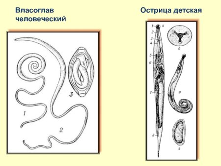Власоглав Острица рис
