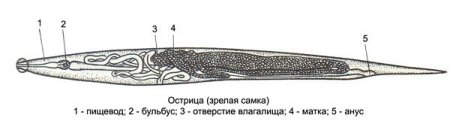 Бульбус острицы