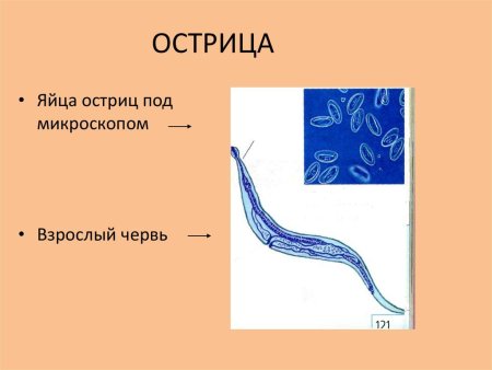 Острица строение