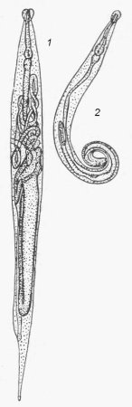 Самка острицы строение