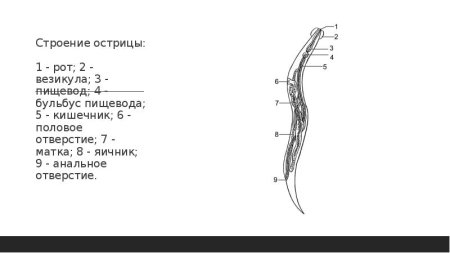 Строение острицы Бульбус