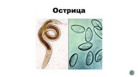 Острица самка и самец яйца