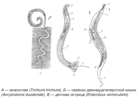 Строение аскариды, власоглава.