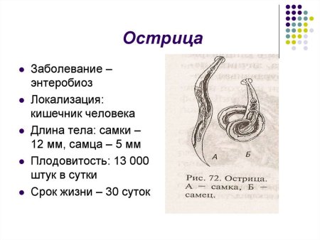 Острица детская строение