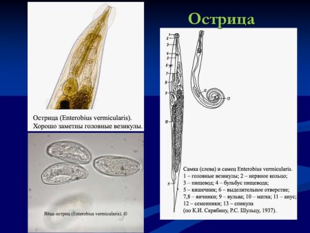 Бульбус острицы
