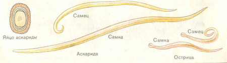 Внешний вид самца и самки аскариды