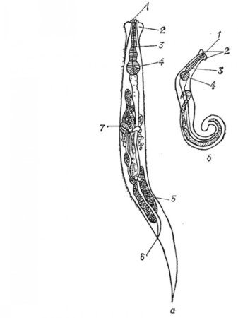 Самец острицы строение