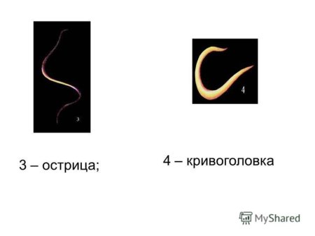 Острица рисунок