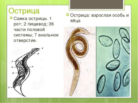 Самка острицы строение