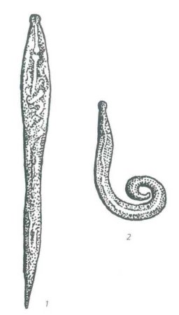 Самец острицы строение