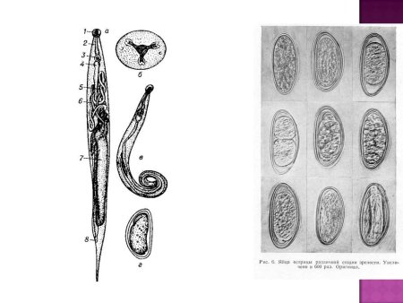 Цикл развития острицы схема