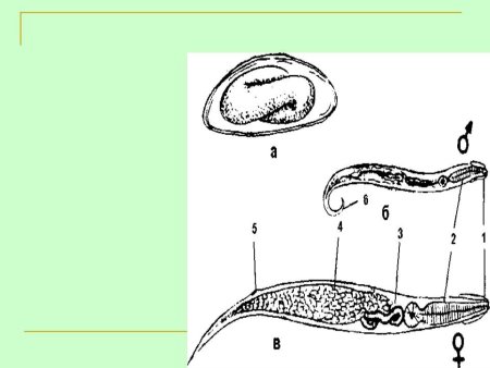 Схема строения острицы