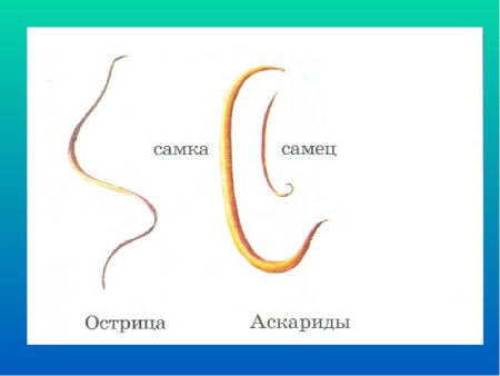 Острица строение