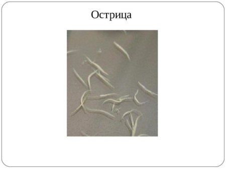 Белые червячки острицы лекарство