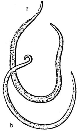 Острицы круглые черви строение