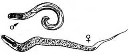 Острица морфология