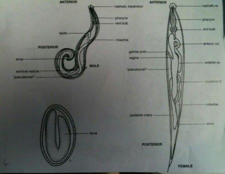 Яйцо острицы строение