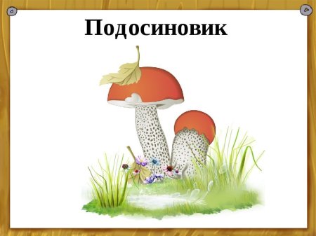 Подосиновик рисунок