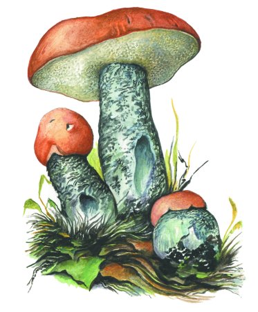 Гриб подосиновик для детей