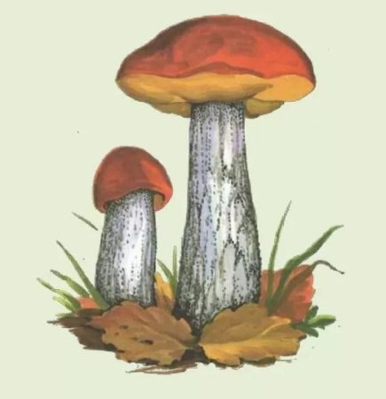 Подосиновик для детей