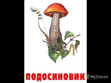 Подберезовик поганка