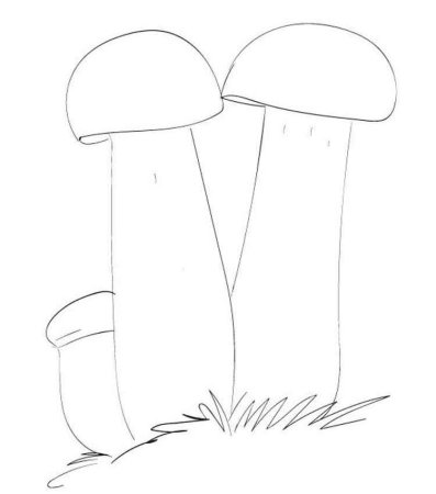 Грибочки подосиновики подберезовики