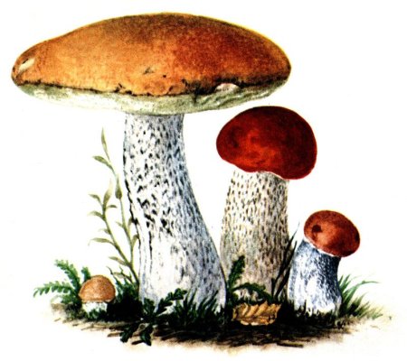 Подосиновик гриб hfcrhfcrfдля детей