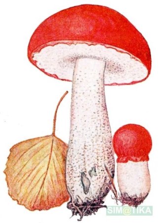 Подосиновик для детского сада