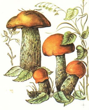 Подосиновик для дошкольников