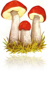 Подберезовик гриб для детей