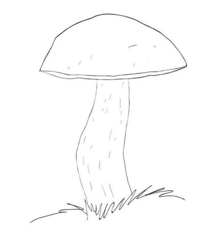 Гриб подосиновик рисунок