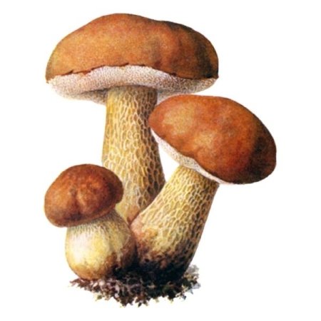 Гриб подберезовик на белом фоне