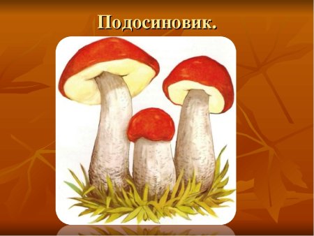 Подосиновик для детей