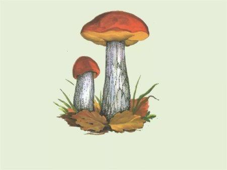 Осень для дошкольников рисунок грибы