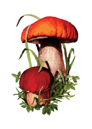 Подберезовик гриб