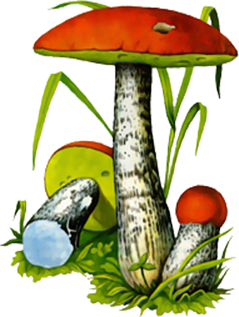 Гриб подосиновик для детей