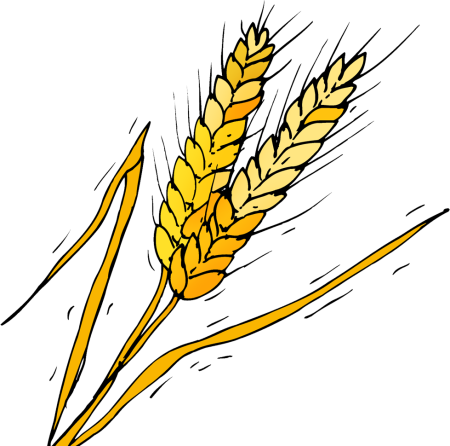 Колос рисунок
