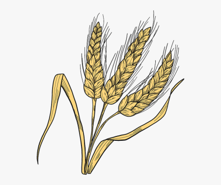 Колосья пшеницы