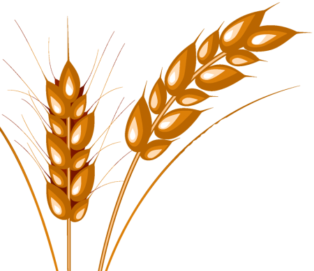 Семяносные колоски колоски