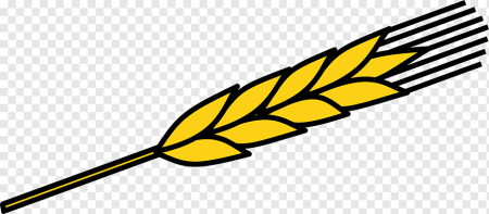 Колос пшеницы рисунок