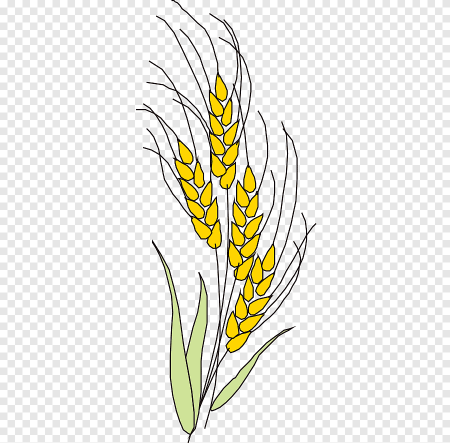 Рисование колосок