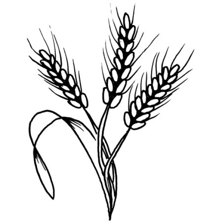 Пшеница рисунок карандашом