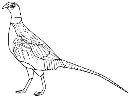 Фазан раскраска