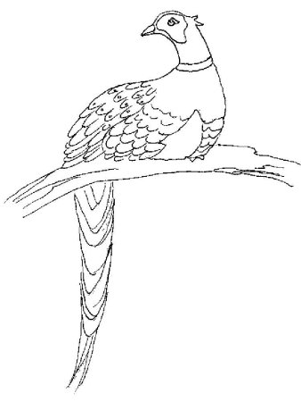 Фазан мультяшный